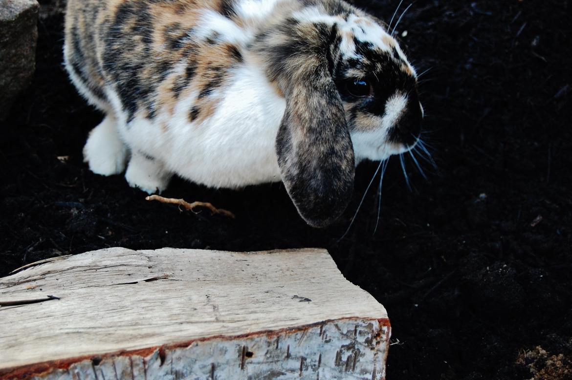 Kanin Madame Madeleine billede 1