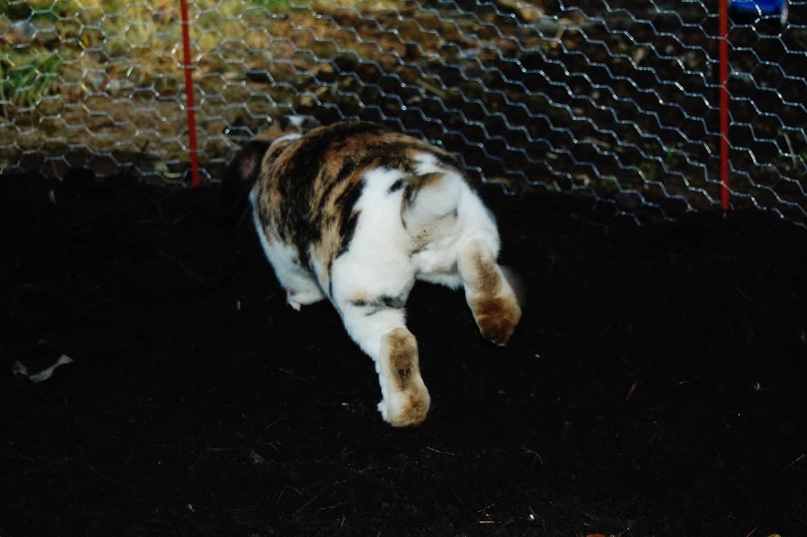 Kanin Madame Madeleine billede 6