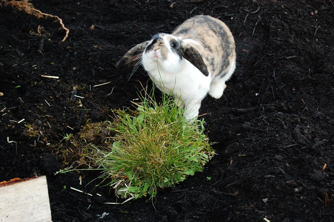 Kanin Madame Madeleine billede 4