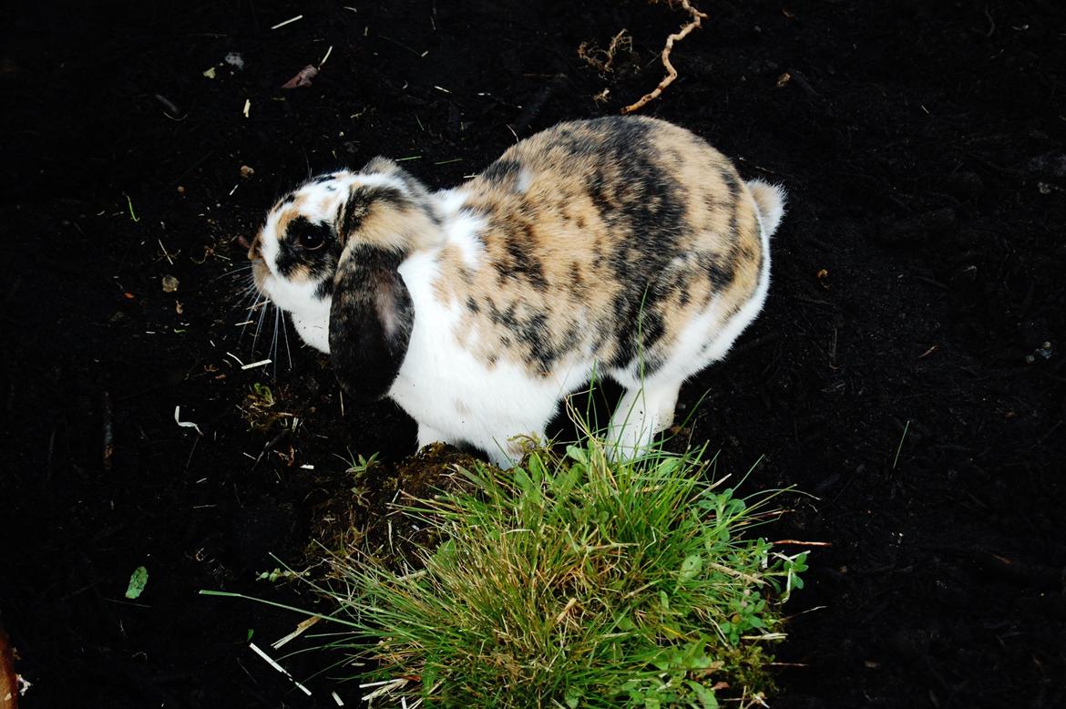 Kanin Madame Madeleine billede 2