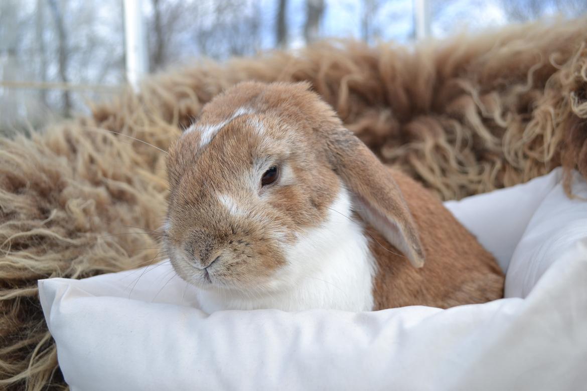 Kanin Farvergades Stampe billede 2