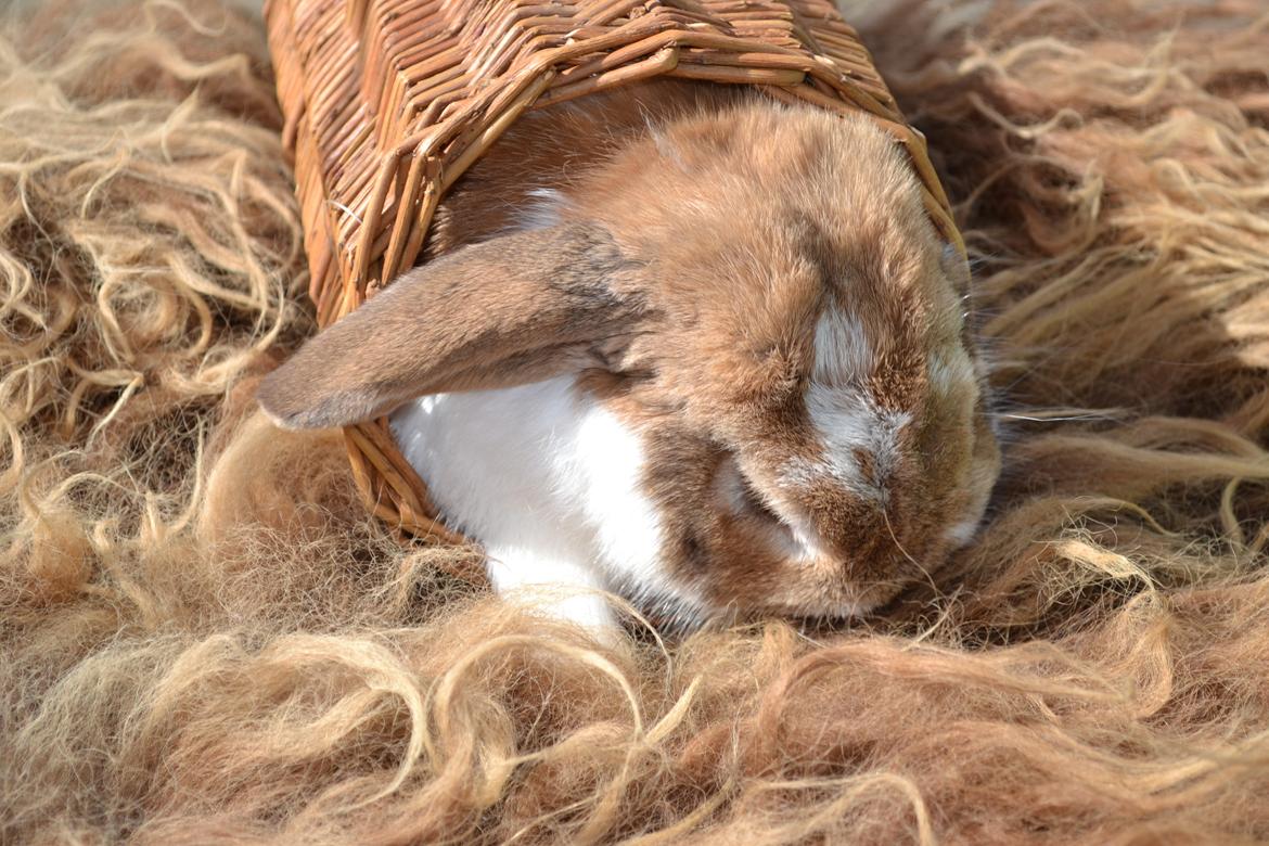 Kanin Farvergades Stampe billede 4