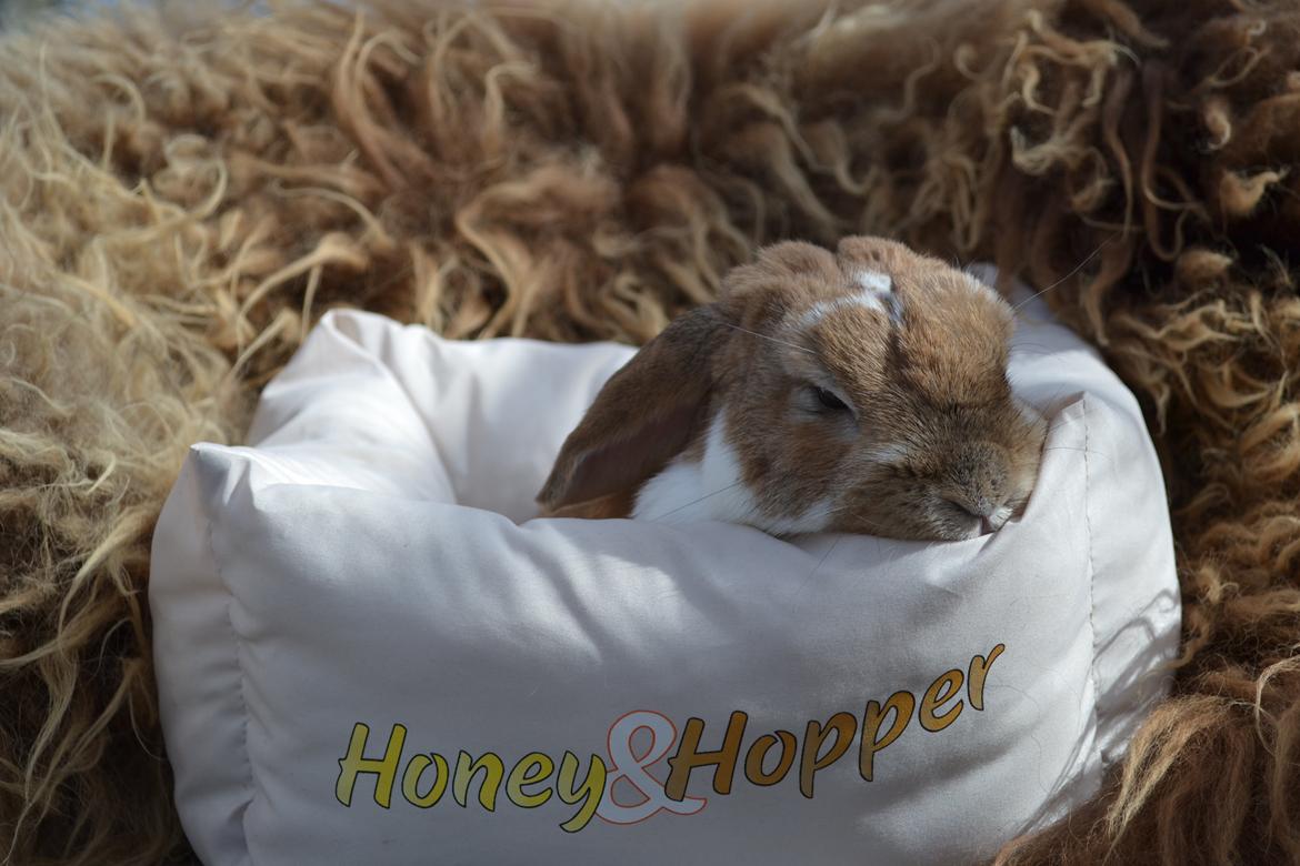 Kanin Farvergades Stampe billede 6