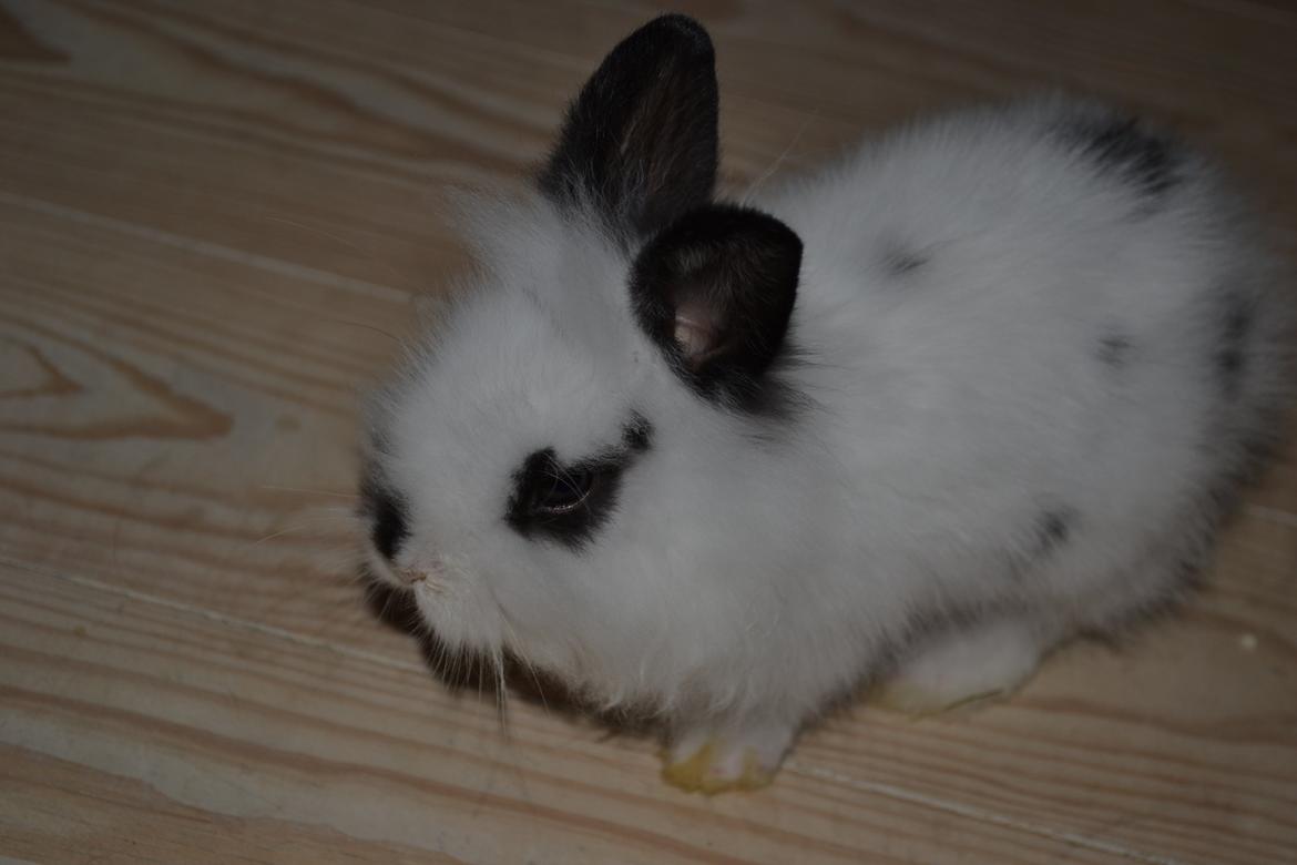 Kanin Plet R.I.P min lille plettimus <3 billede 3