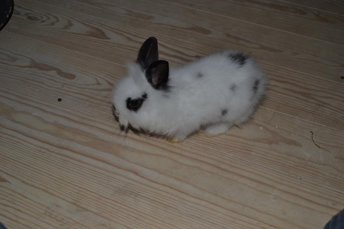 Kanin Plet R.I.P min lille plettimus <3 billede 2