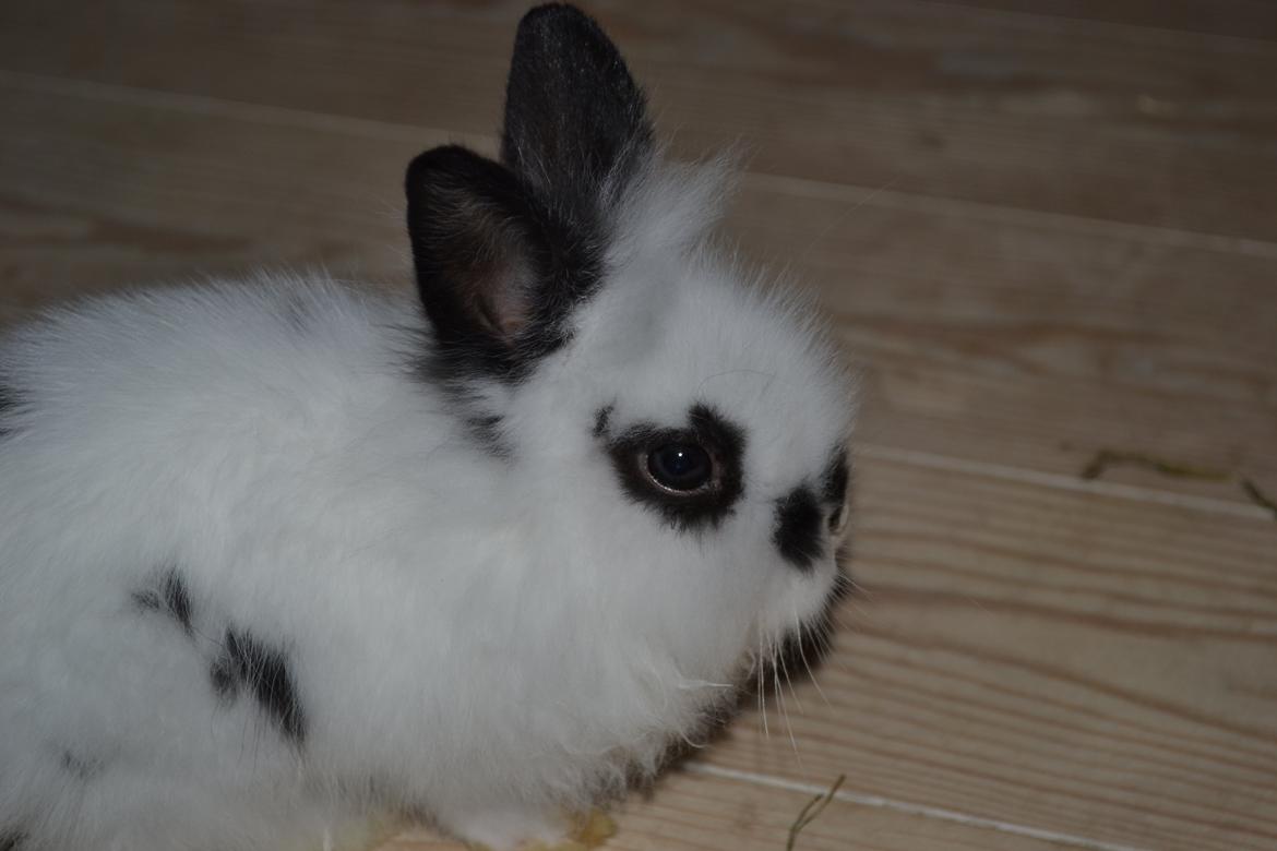 Kanin Plet R.I.P min lille plettimus <3 billede 5