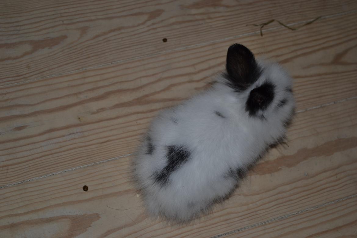 Kanin Plet R.I.P min lille plettimus <3 billede 6