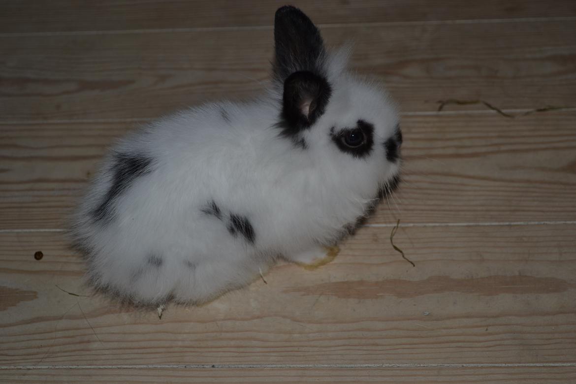 Kanin Plet R.I.P min lille plettimus <3 billede 4