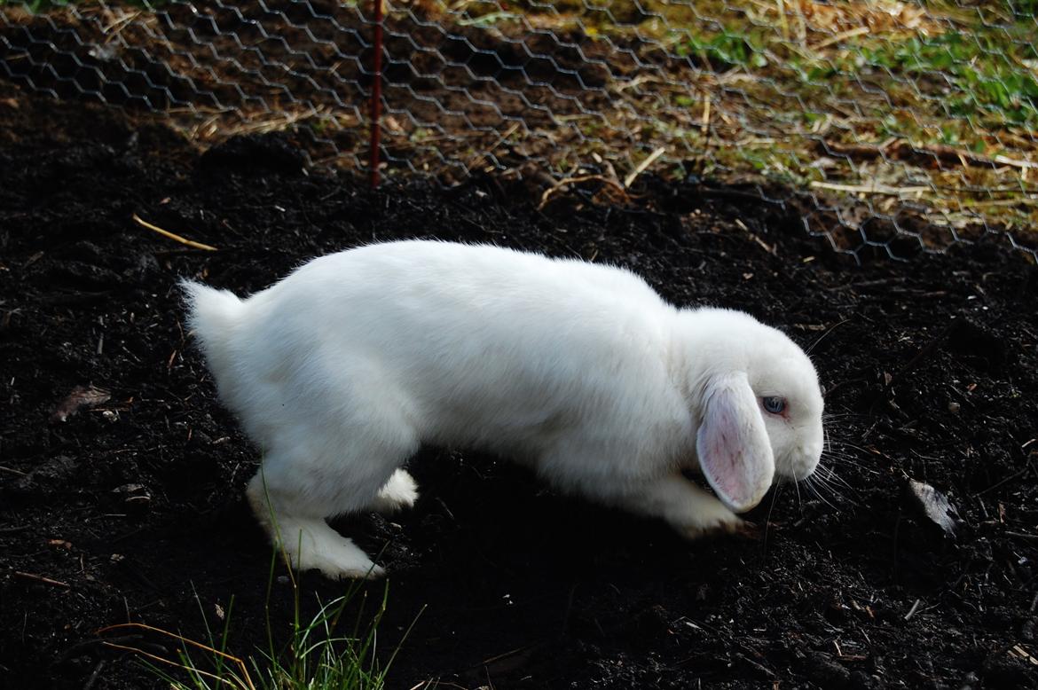 Kanin Cassanova billede 2