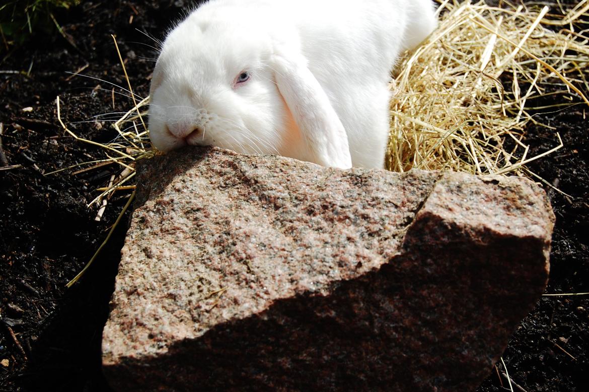 Kanin Cassanova billede 19