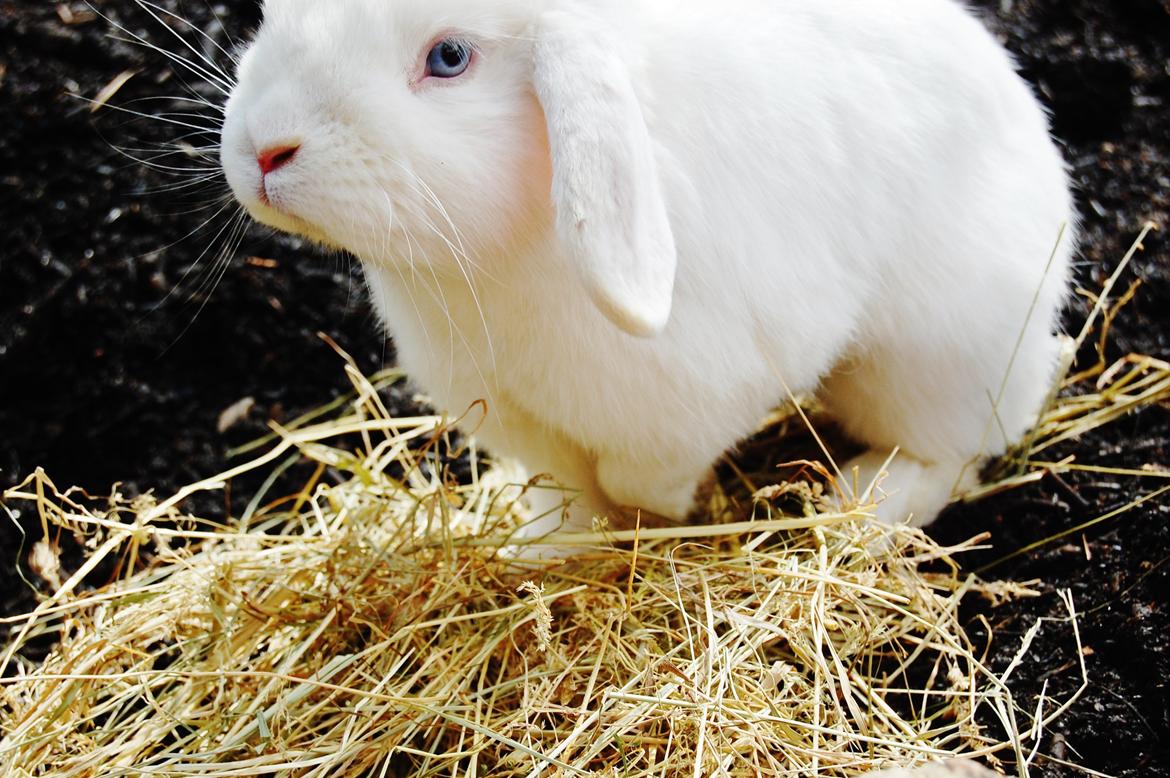 Kanin Cassanova billede 1