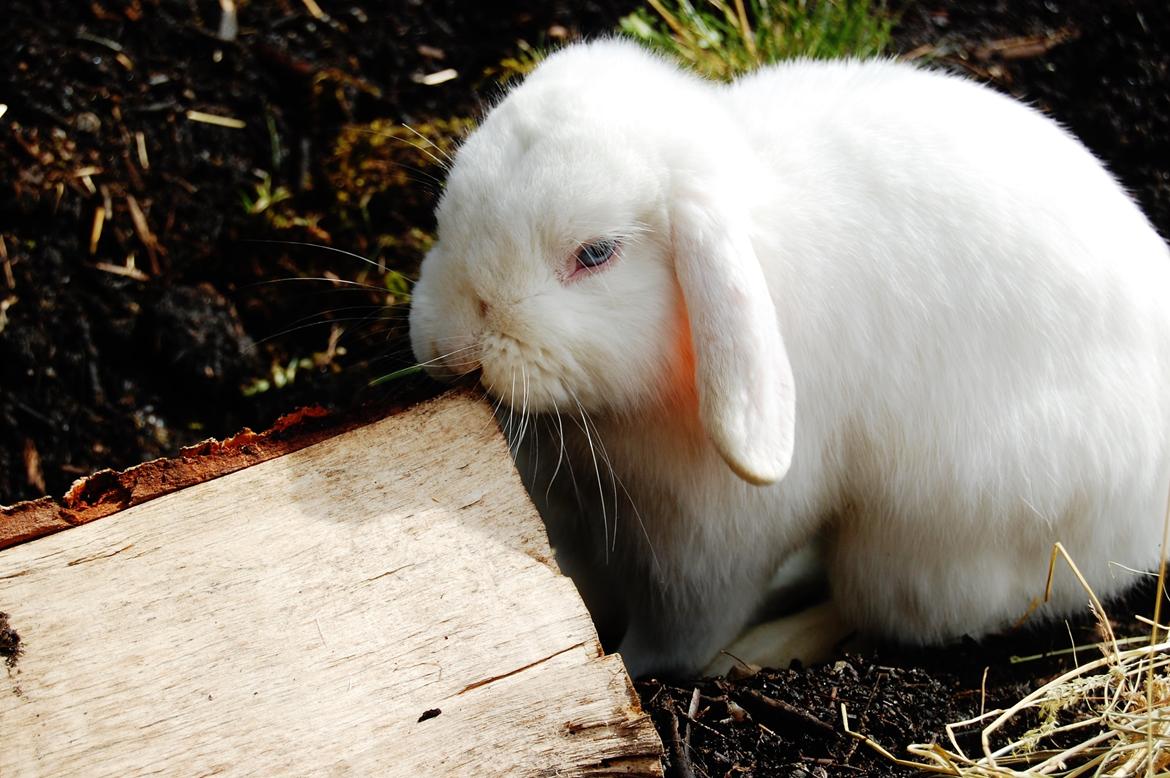 Kanin Cassanova billede 20