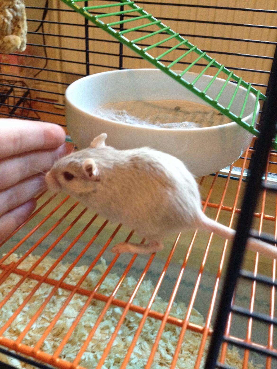 Ørkenrotte Isjarni billede 2