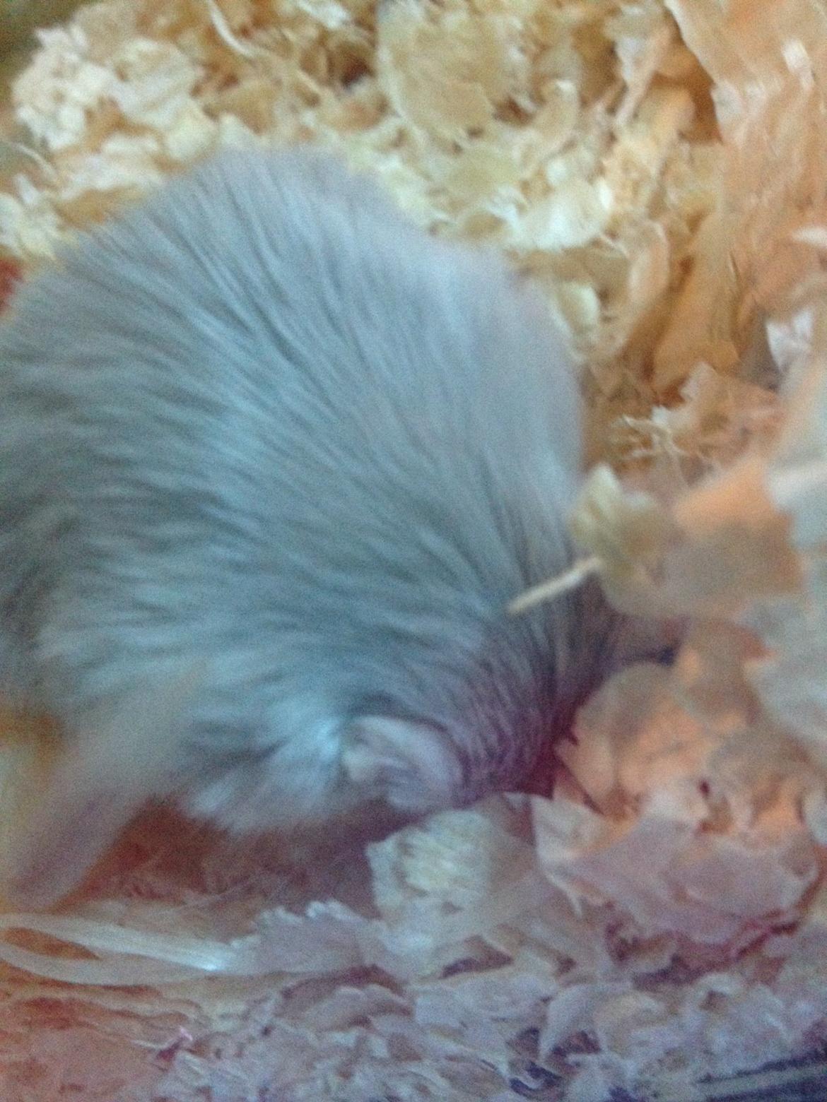 Ørkenrotte Isjarni billede 1