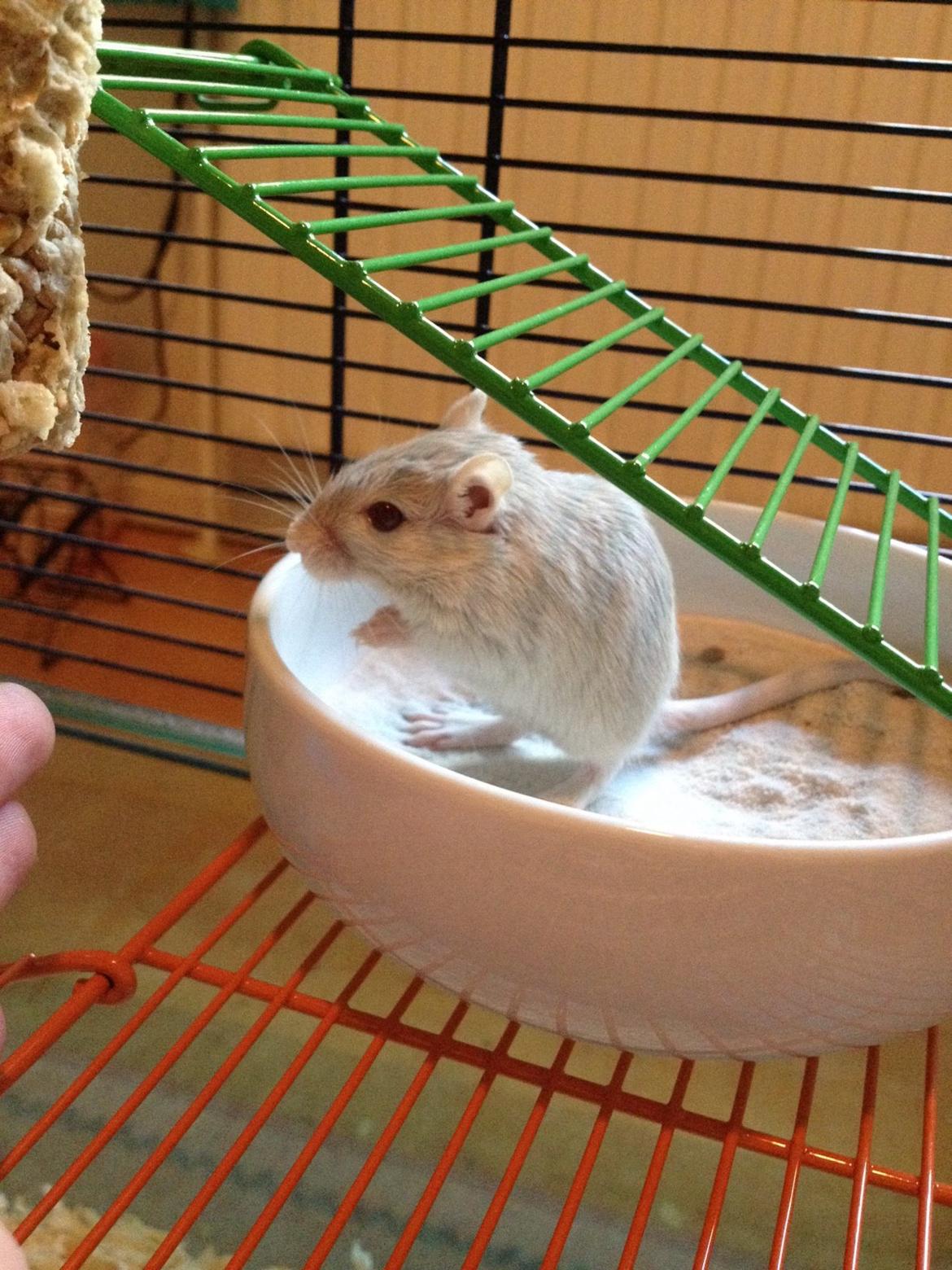 Ørkenrotte Isjarni billede 3