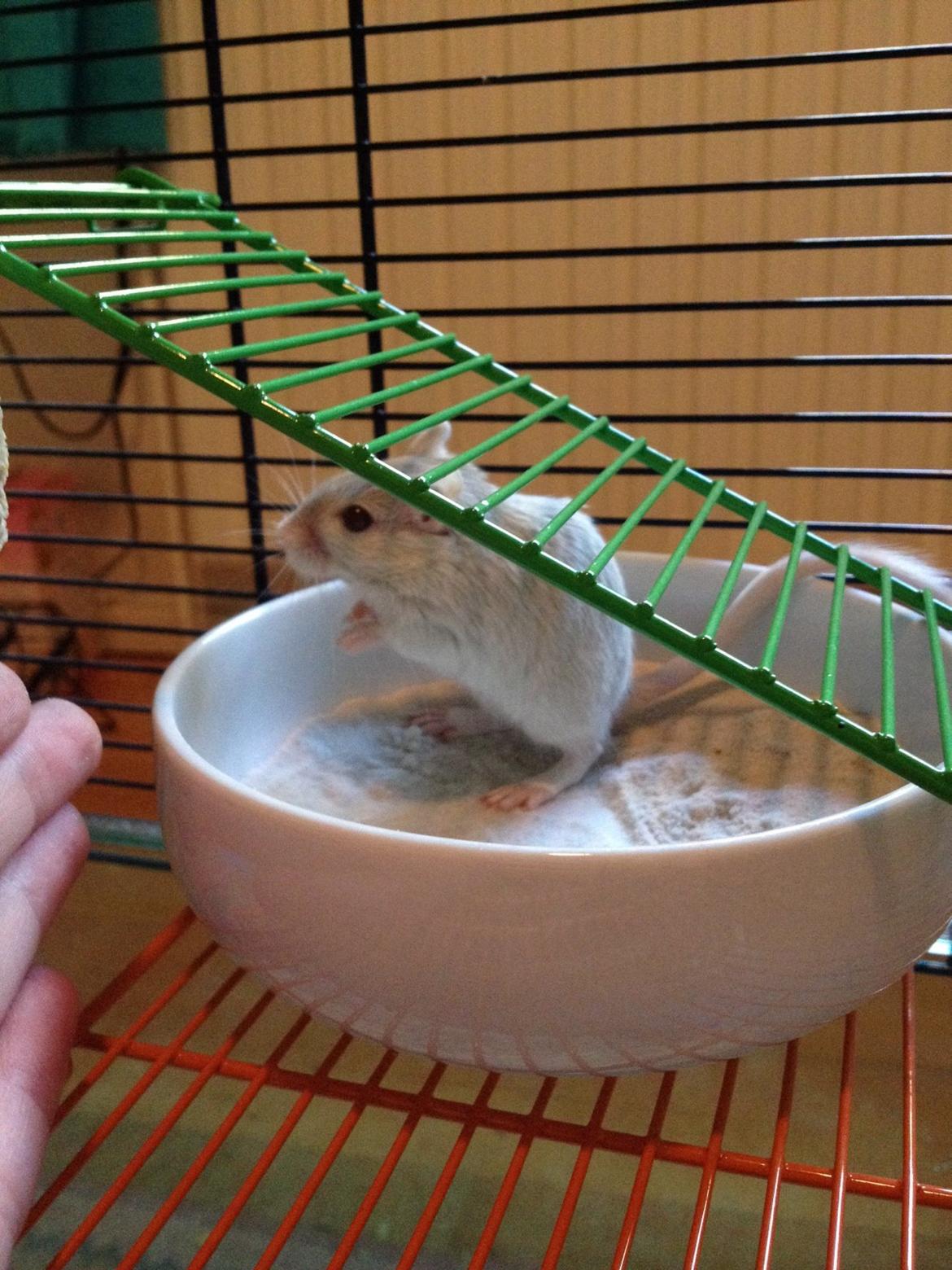 Ørkenrotte Isjarni billede 5