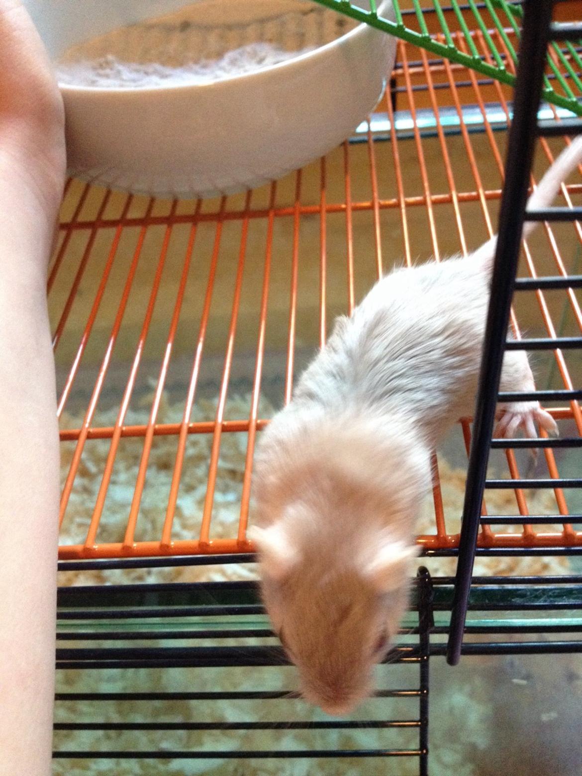 Ørkenrotte Isjarni billede 4