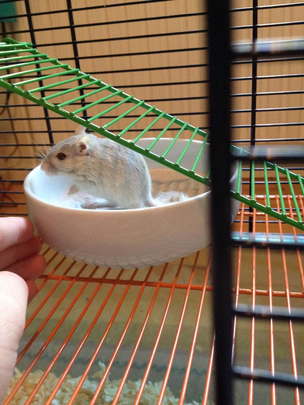 Ørkenrotte Isjarni billede 6