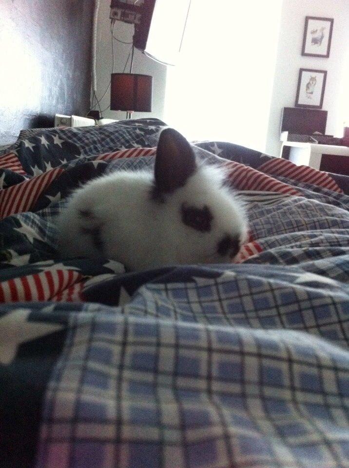Kanin Plet R.I.P min lille plettimus <3 billede 7