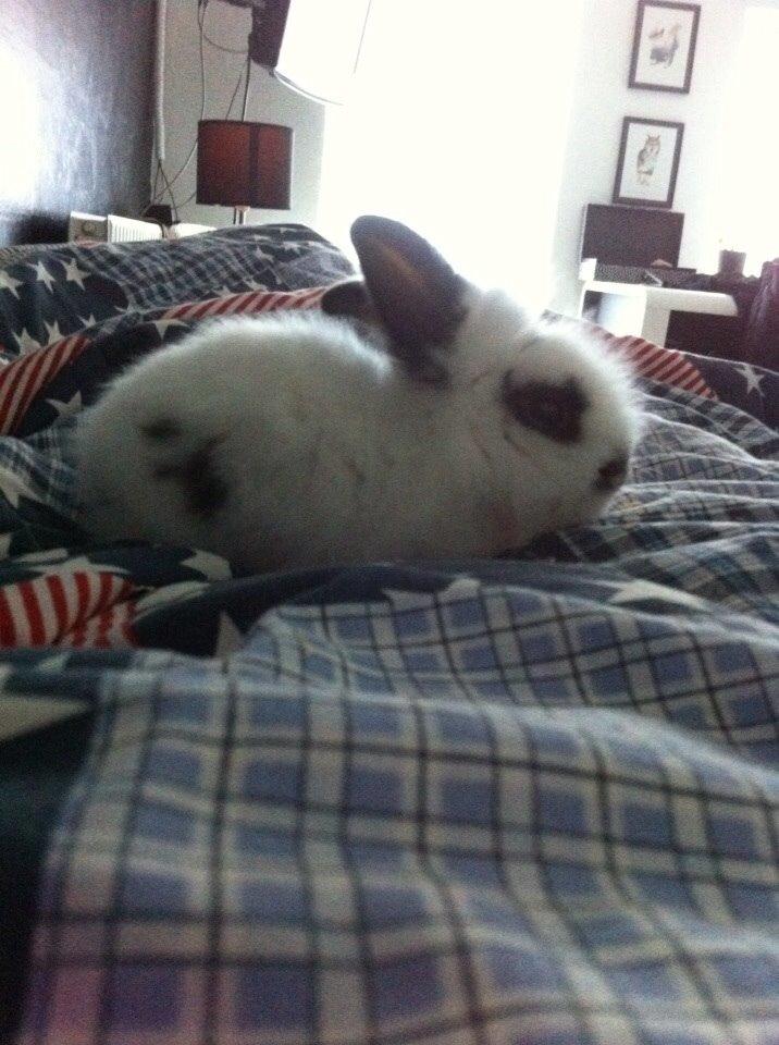 Kanin Plet R.I.P min lille plettimus <3 billede 8