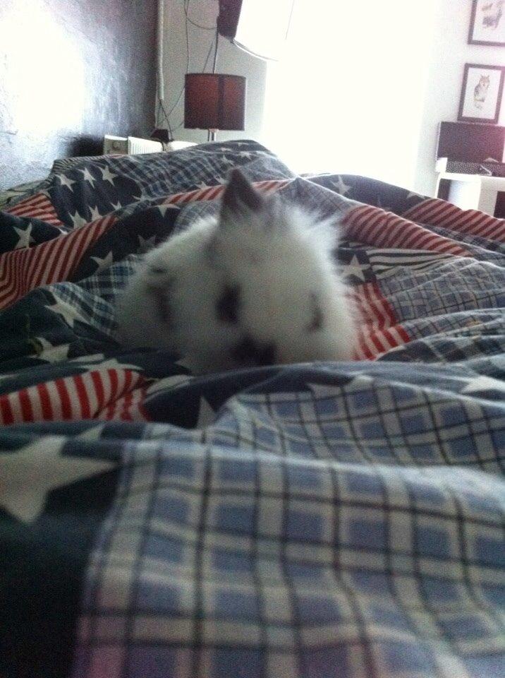 Kanin Plet R.I.P min lille plettimus <3 billede 9