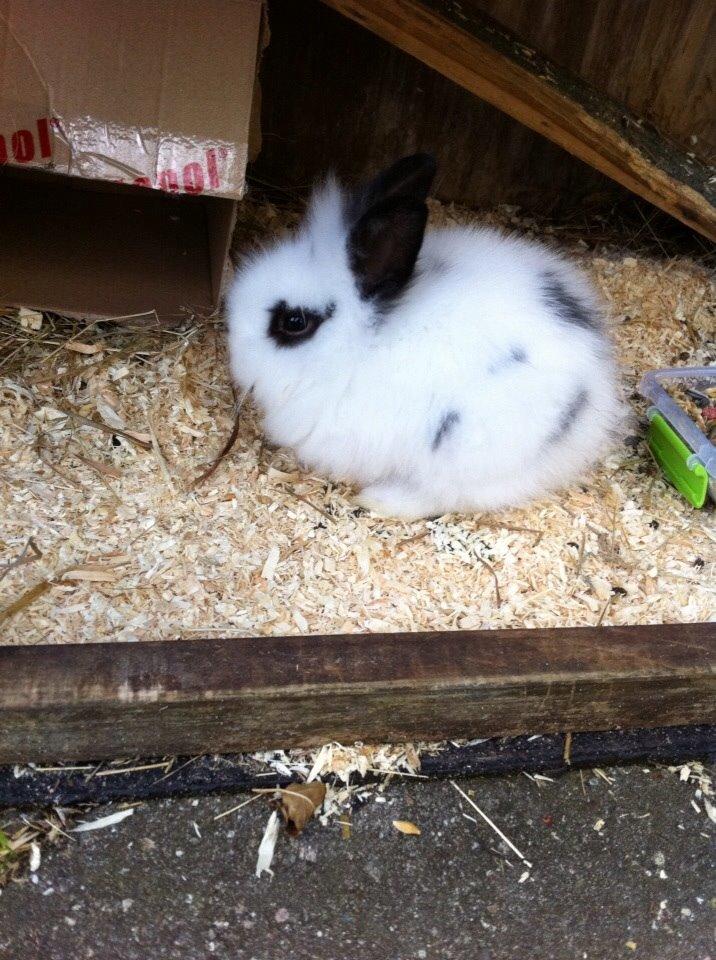 Kanin Plet R.I.P min lille plettimus <3 billede 10