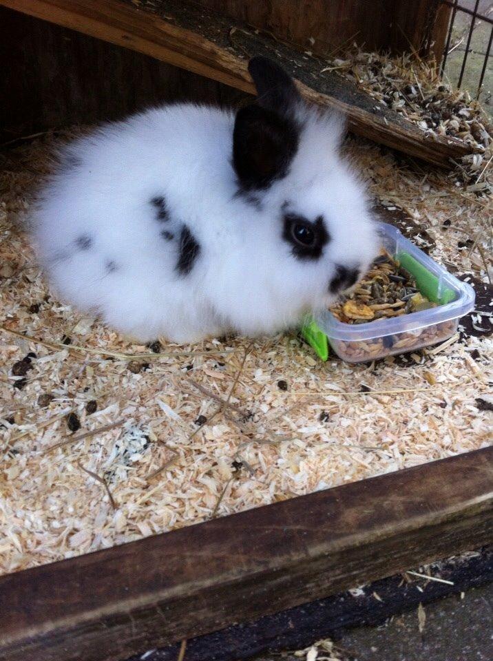 Kanin Plet R.I.P min lille plettimus <3 billede 11