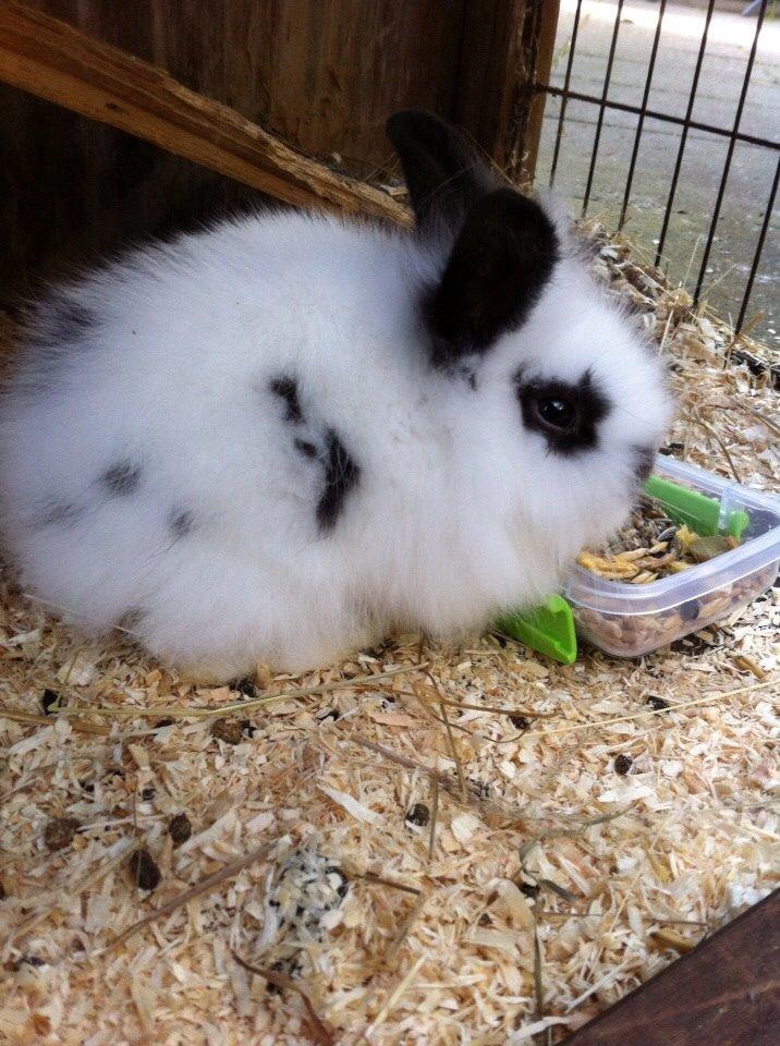 Kanin Plet R.I.P min lille plettimus <3 billede 12
