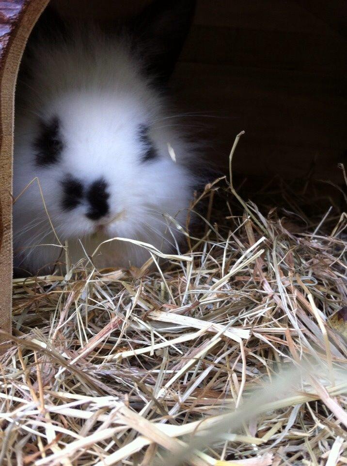 Kanin Plet R.I.P min lille plettimus <3 billede 13