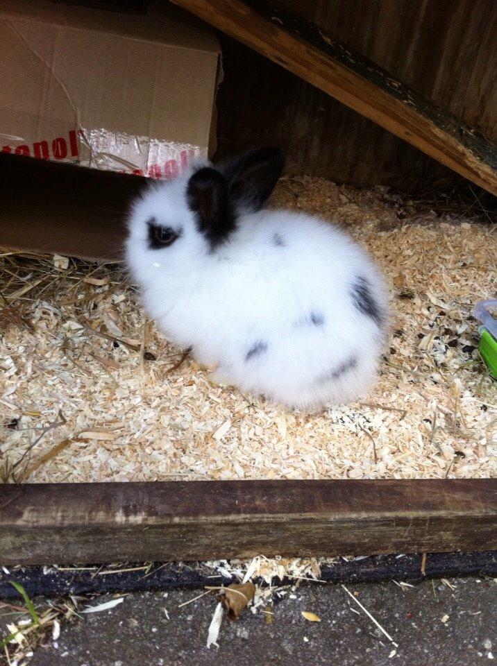 Kanin Plet R.I.P min lille plettimus <3 billede 14