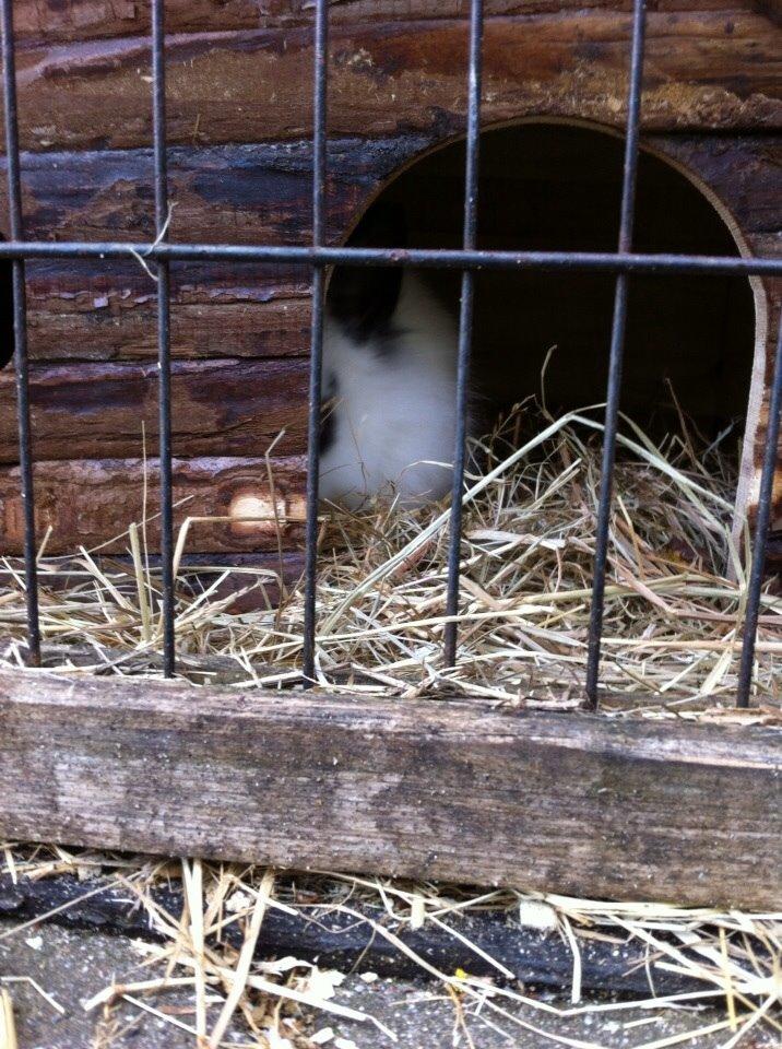 Kanin Plet R.I.P min lille plettimus <3 billede 15