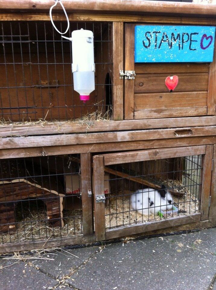 Kanin Plet R.I.P min lille plettimus <3 billede 16