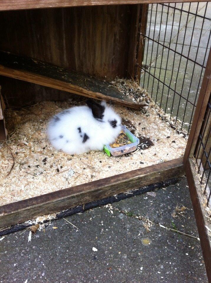 Kanin Plet R.I.P min lille plettimus <3 billede 17