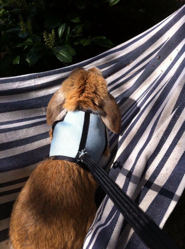 Kanin Farvergades Stampe billede 8