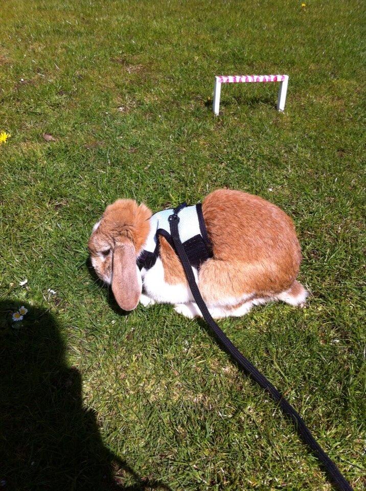 Kanin Farvergades Stampe billede 12