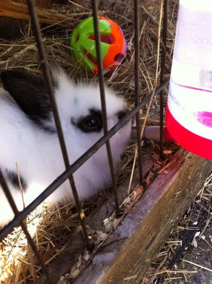 Kanin Plet R.I.P min lille plettimus <3 billede 19