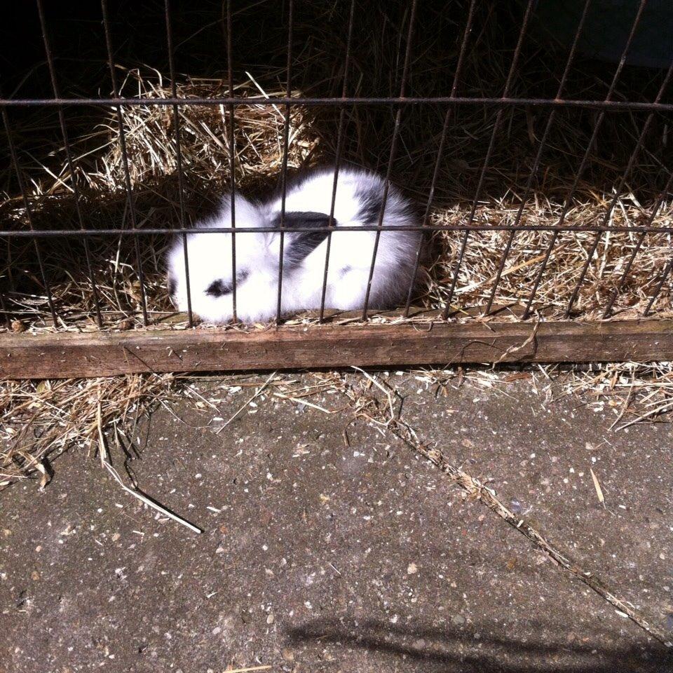 Kanin Plet R.I.P min lille plettimus <3 billede 18