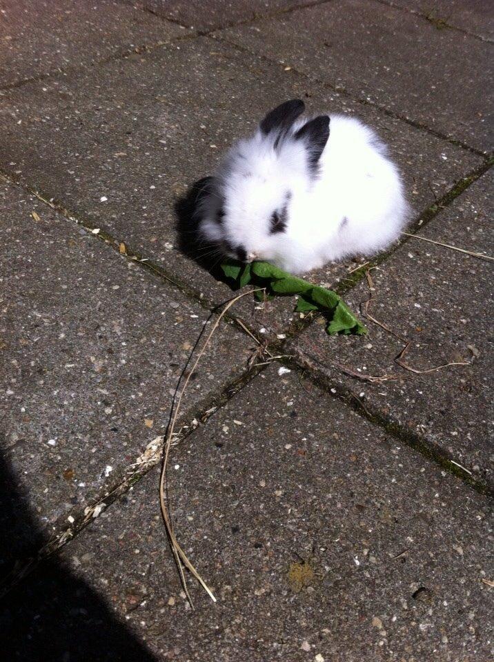 Kanin Plet R.I.P min lille plettimus <3 billede 20