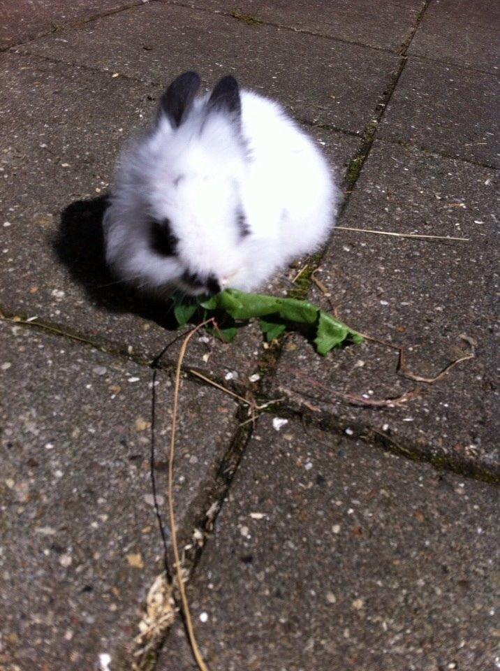 Kanin Plet R.I.P min lille plettimus <3 billede 21