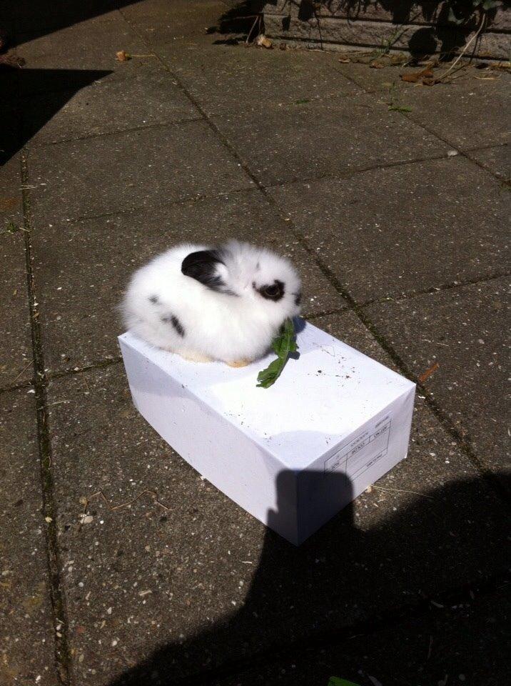 Kanin Plet R.I.P min lille plettimus <3 billede 22