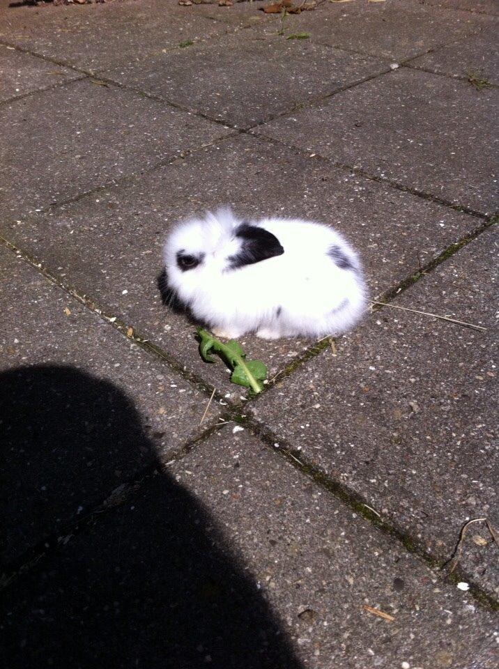 Kanin Plet R.I.P min lille plettimus <3 billede 23