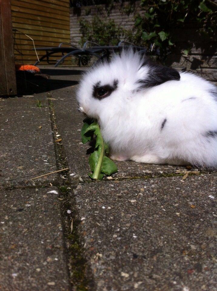 Kanin Plet R.I.P min lille plettimus <3 billede 24