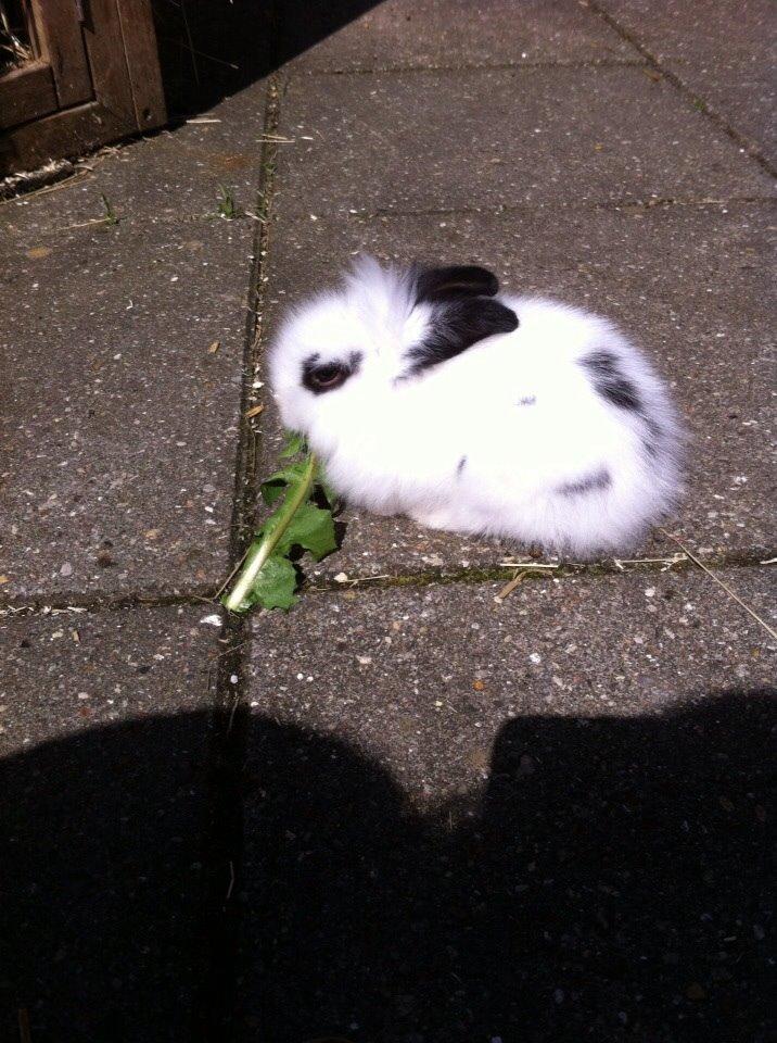 Kanin Plet R.I.P min lille plettimus <3 billede 25