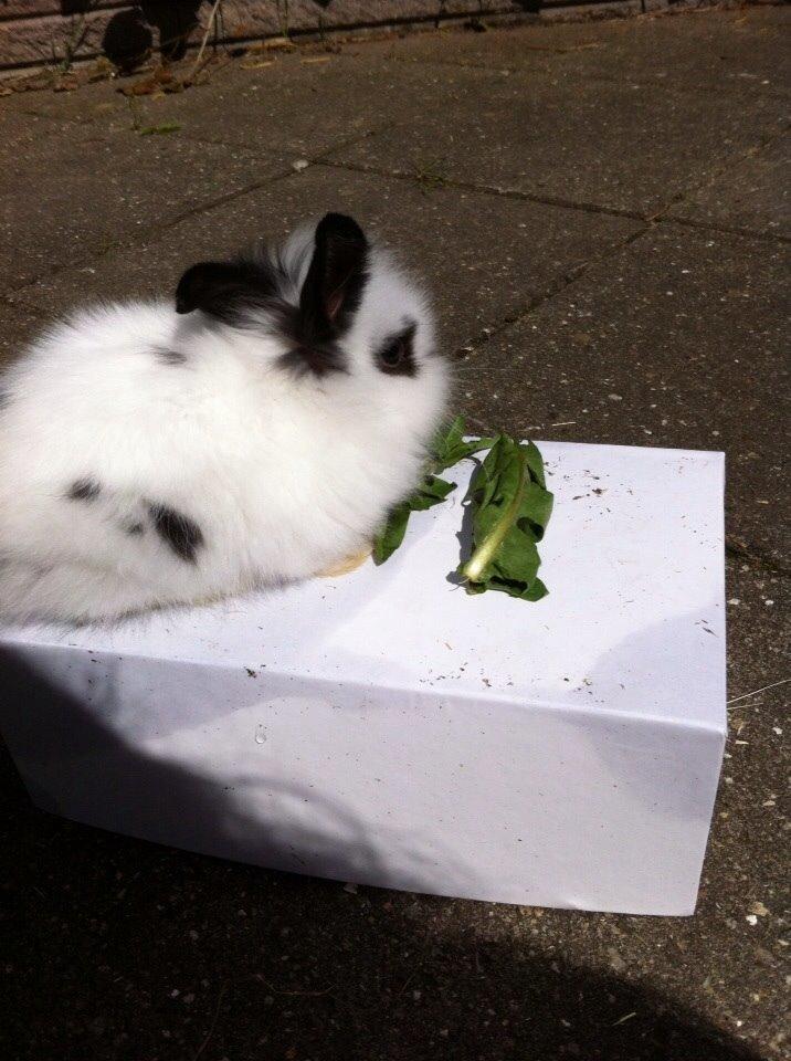 Kanin Plet R.I.P min lille plettimus <3 billede 26