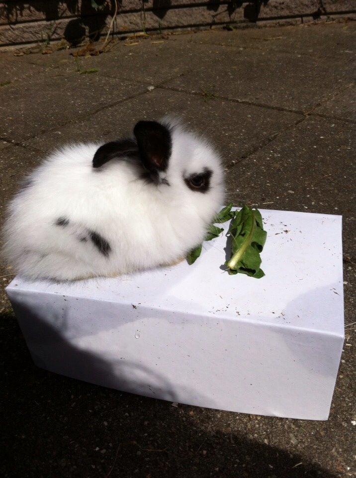 Kanin Plet R.I.P min lille plettimus <3 billede 27