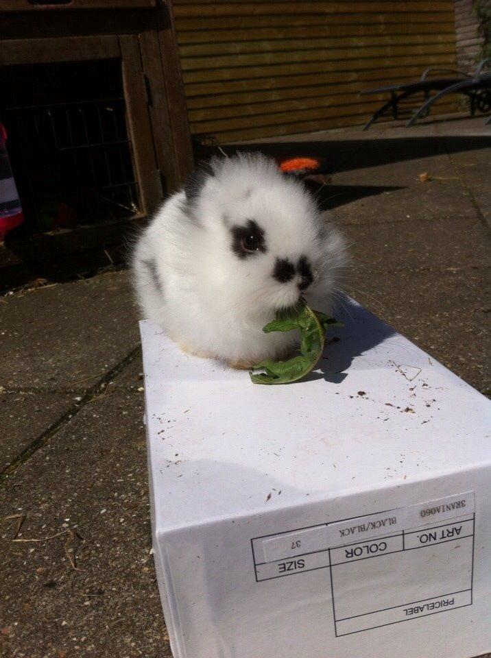 Kanin Plet R.I.P min lille plettimus <3 billede 28