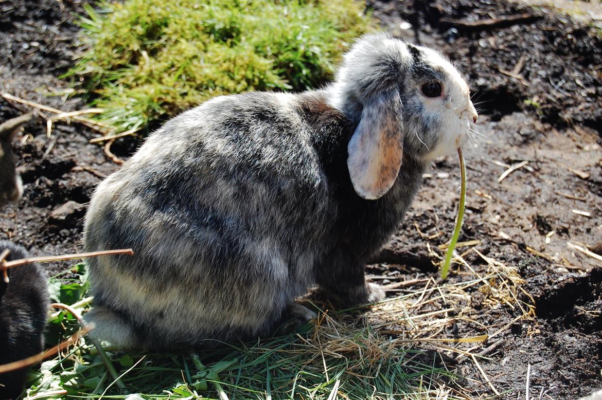 Kanin Papaya "Aia" billede 4