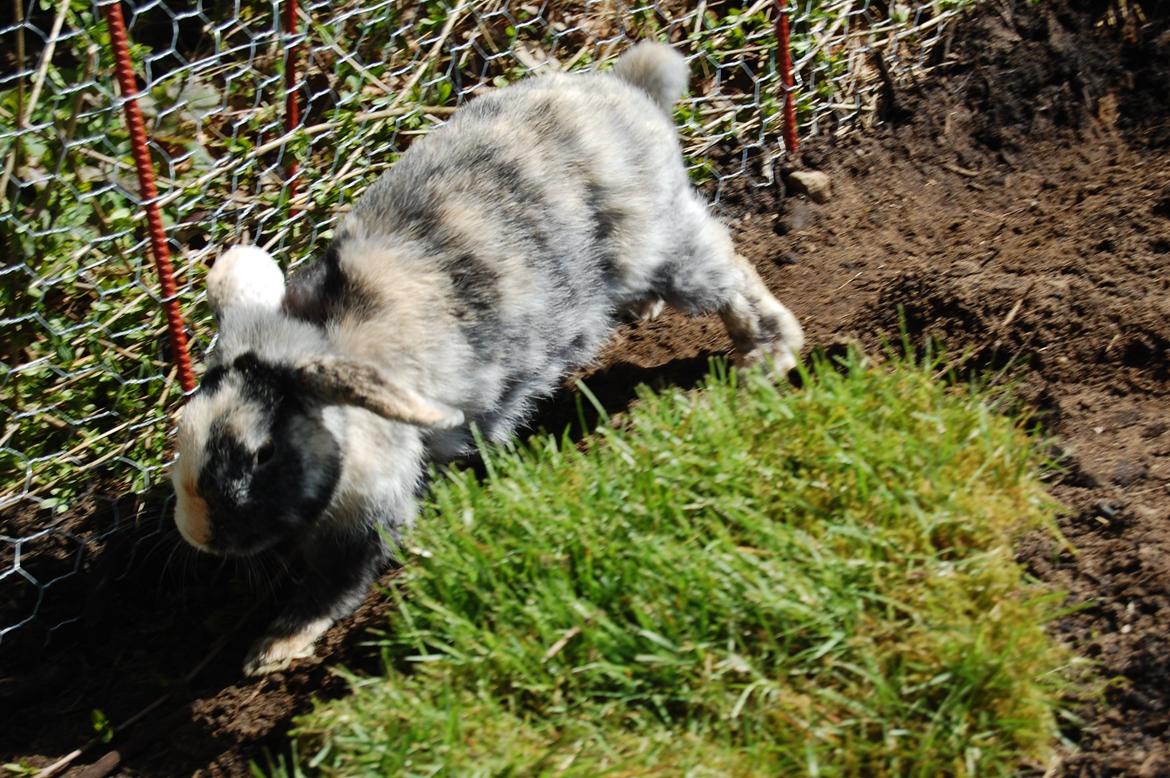 Kanin Papaya "Aia" billede 3