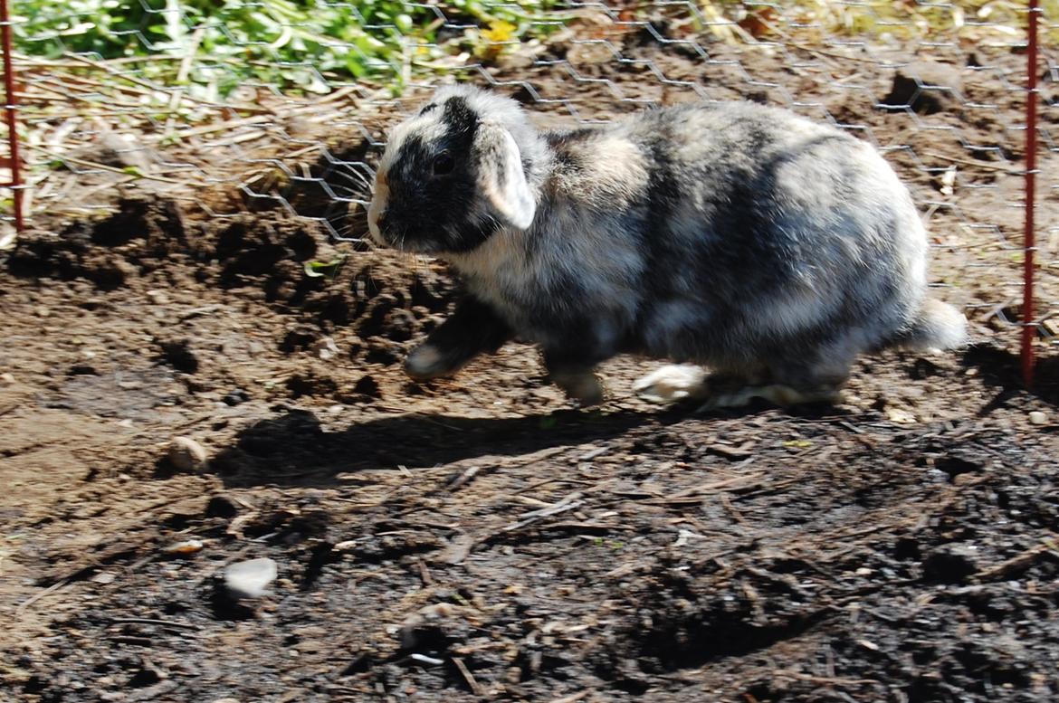 Kanin Papaya "Aia" billede 2