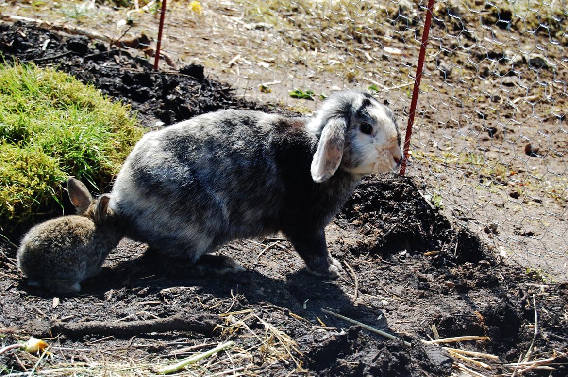 Kanin Papaya "Aia" billede 10
